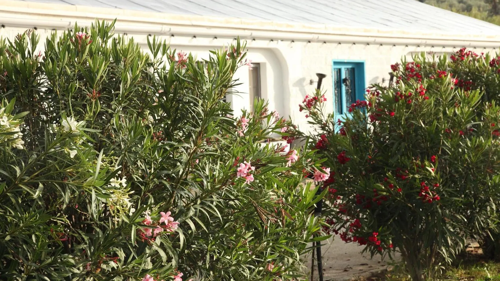 The Dragonfly Retreat Apartment Malaga